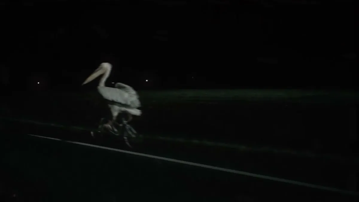 Illustration from Simon Willison’s Weblog: Simon Willison flags a pelican-on-a-bicycle cameo in De Staat's 'FREEDOM' music video